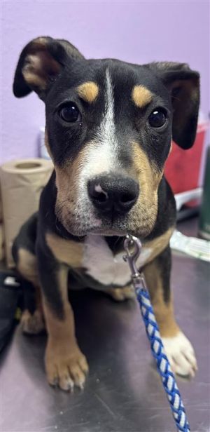 58672673, Baby Female Mixed Breed