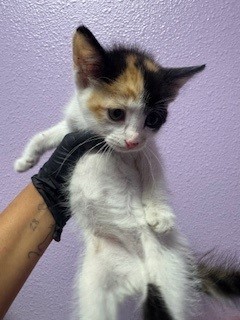 58675280, Baby Female Domestic Short Hair