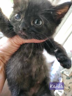 Kaida, Baby Female unknown