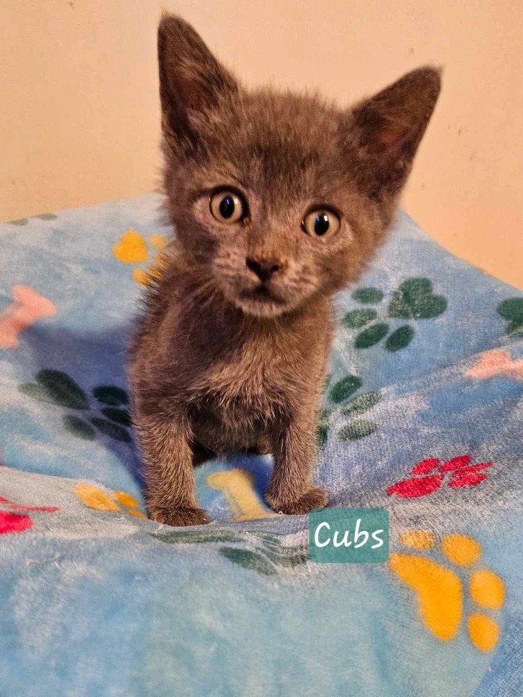 Cubs