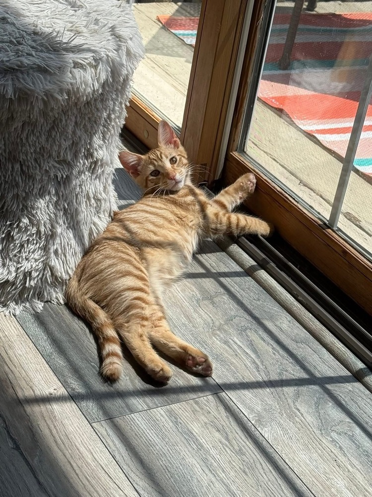 Almond