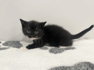 Toph, Baby Female unknown