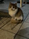 Lola photo 5