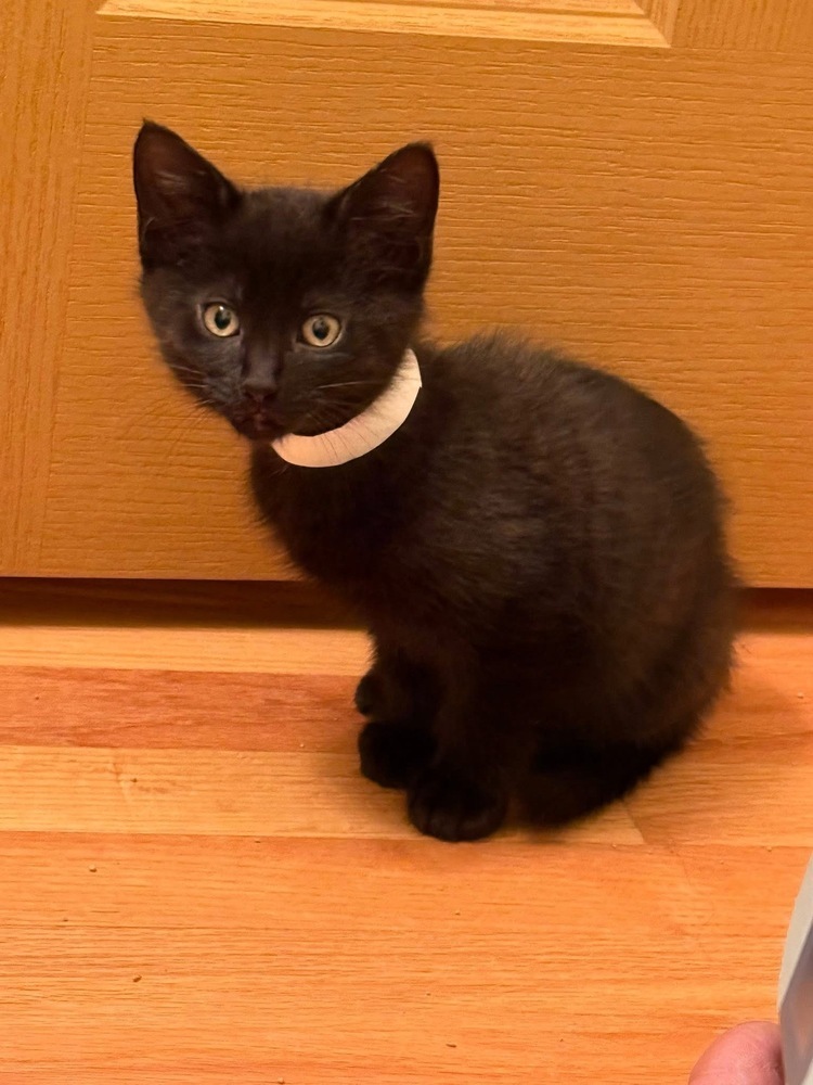 Cashew