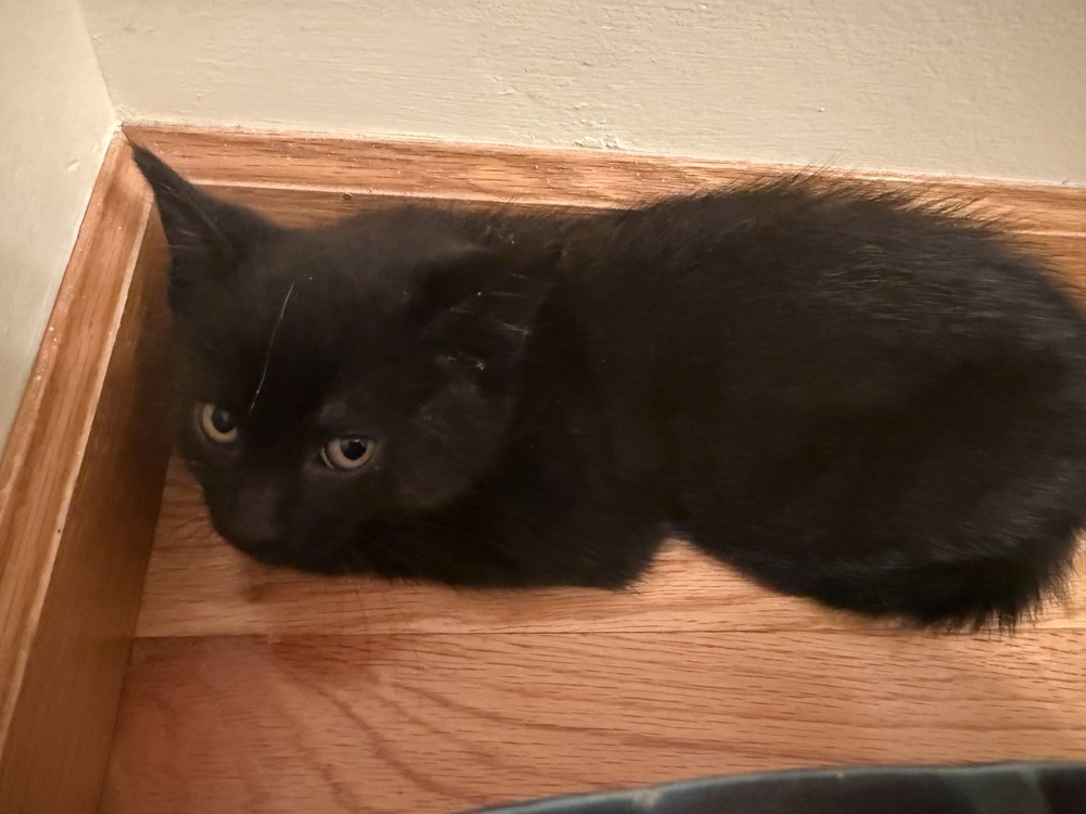 Cashew
