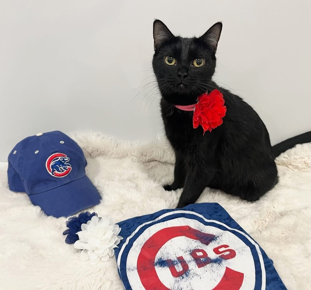 Cubbie Bear