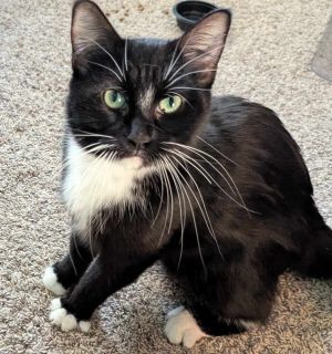 Sammy, Young Female Domestic Medium Hair