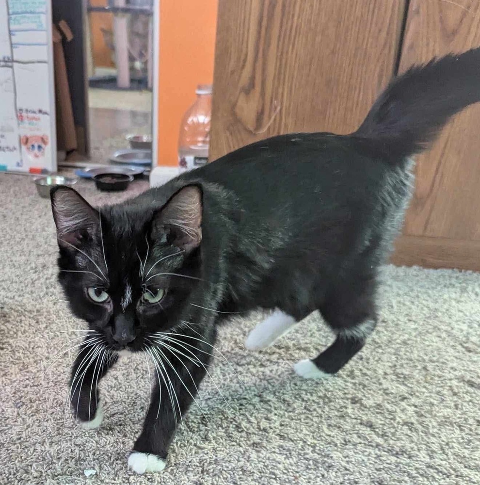 Sammy