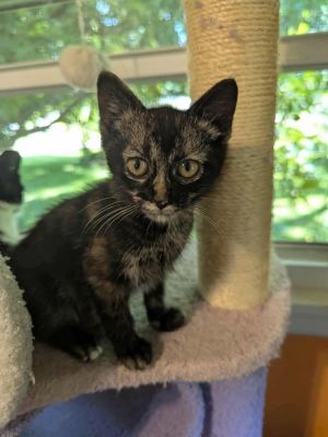 Claude Monet, Baby Male Domestic Short Hair