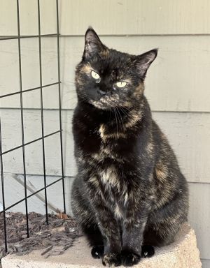 Mabel, Senior Female Domestic Short Hair