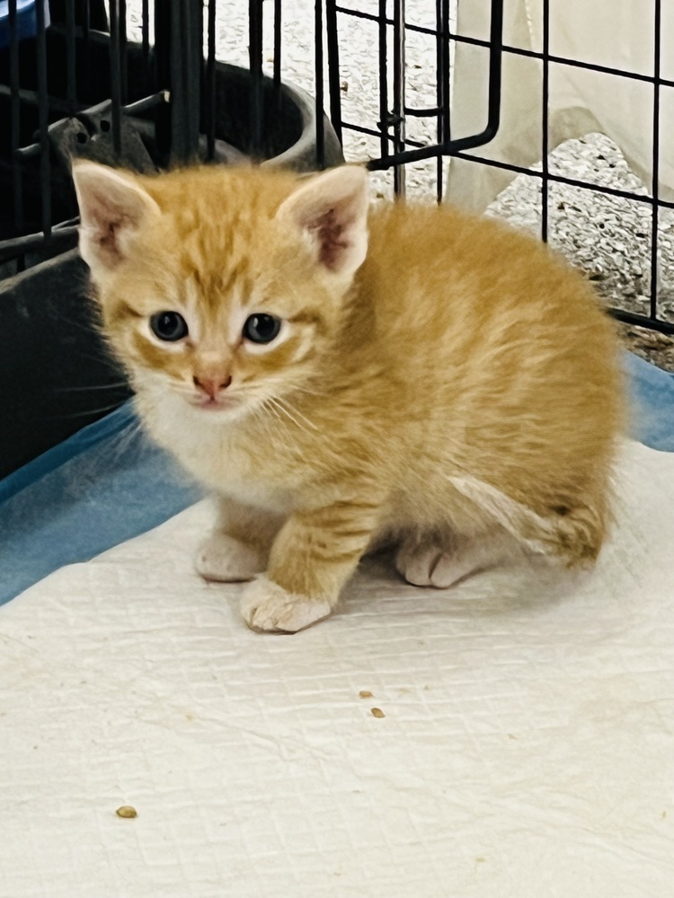 Butterscotch