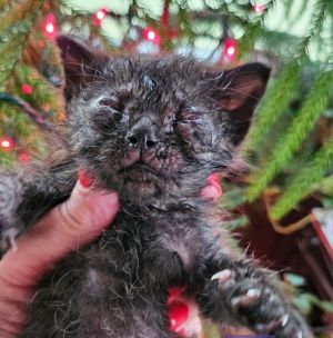 Kuro, Baby Female unknown