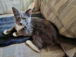 Mama Luna, Young Female Domestic Short Hair