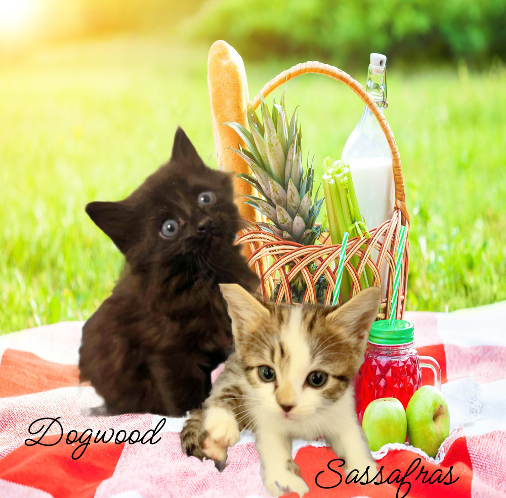 Dogwood *kitten*