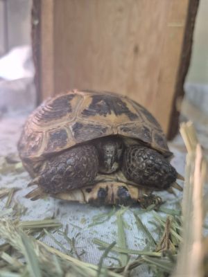 Leo, Senior Male unknown