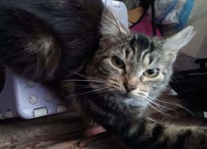 Izzie, Baby Female Tabby