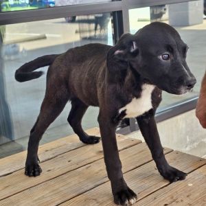 Oreo, Baby Male Mixed Breed