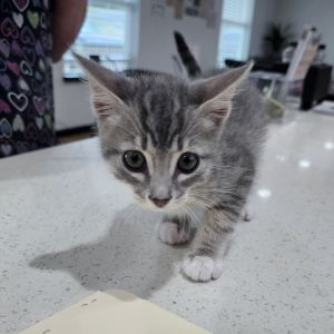 Silver, Baby Male Domestic Medium Hair
