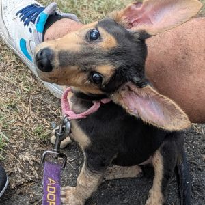 Pistachio, Baby Female Corgi