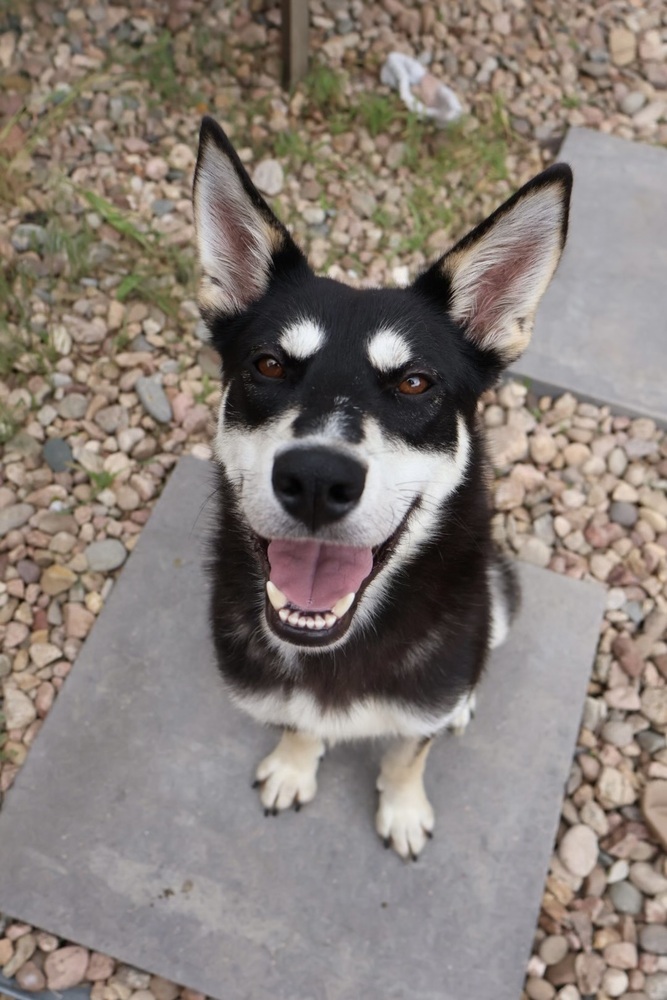 REX
