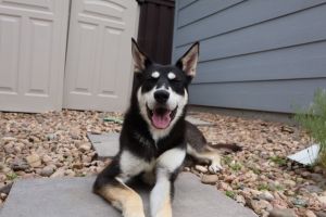 REX, Young Male Husky