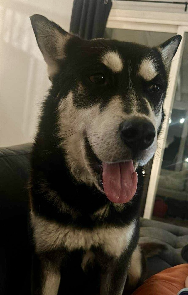 ZEUS