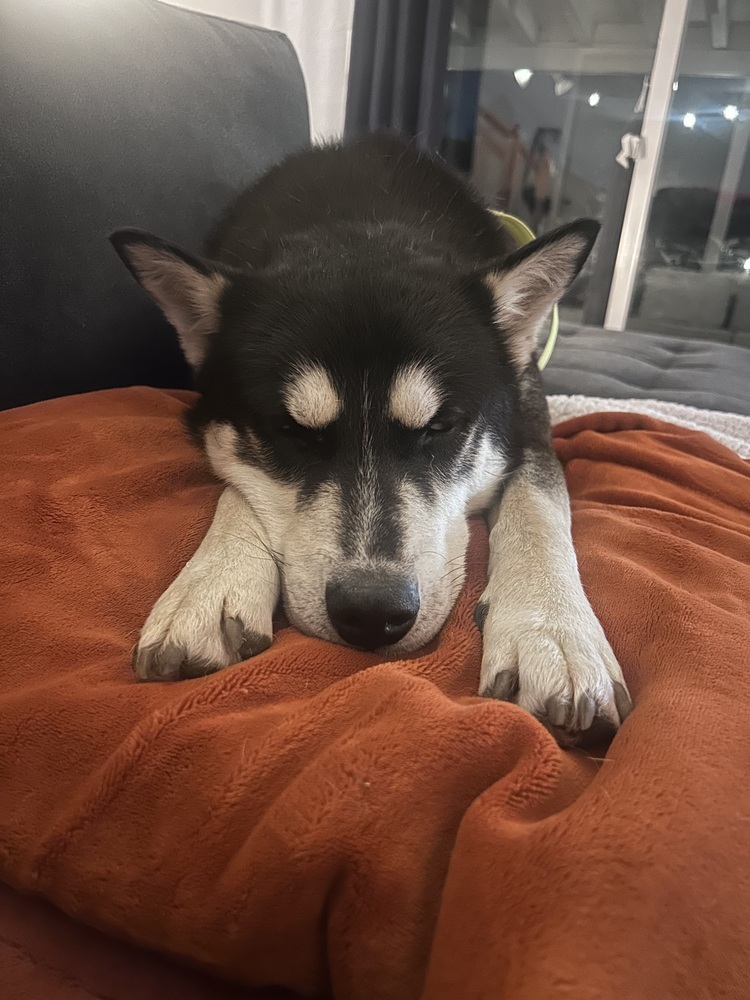 ZEUS