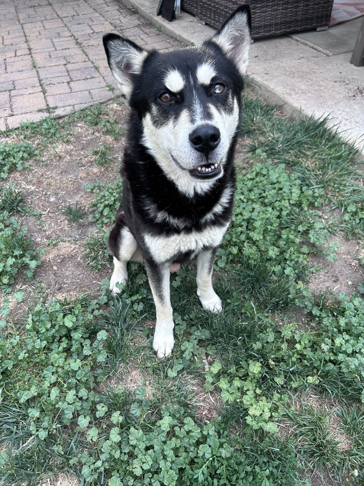 ZEUS