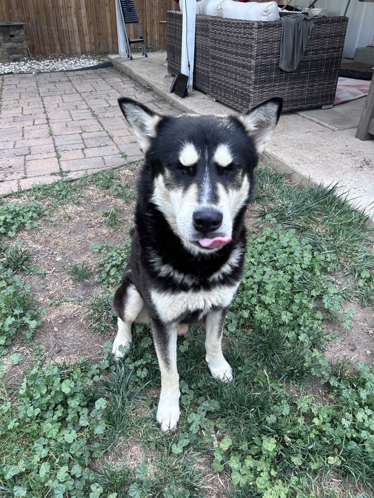 ZEUS