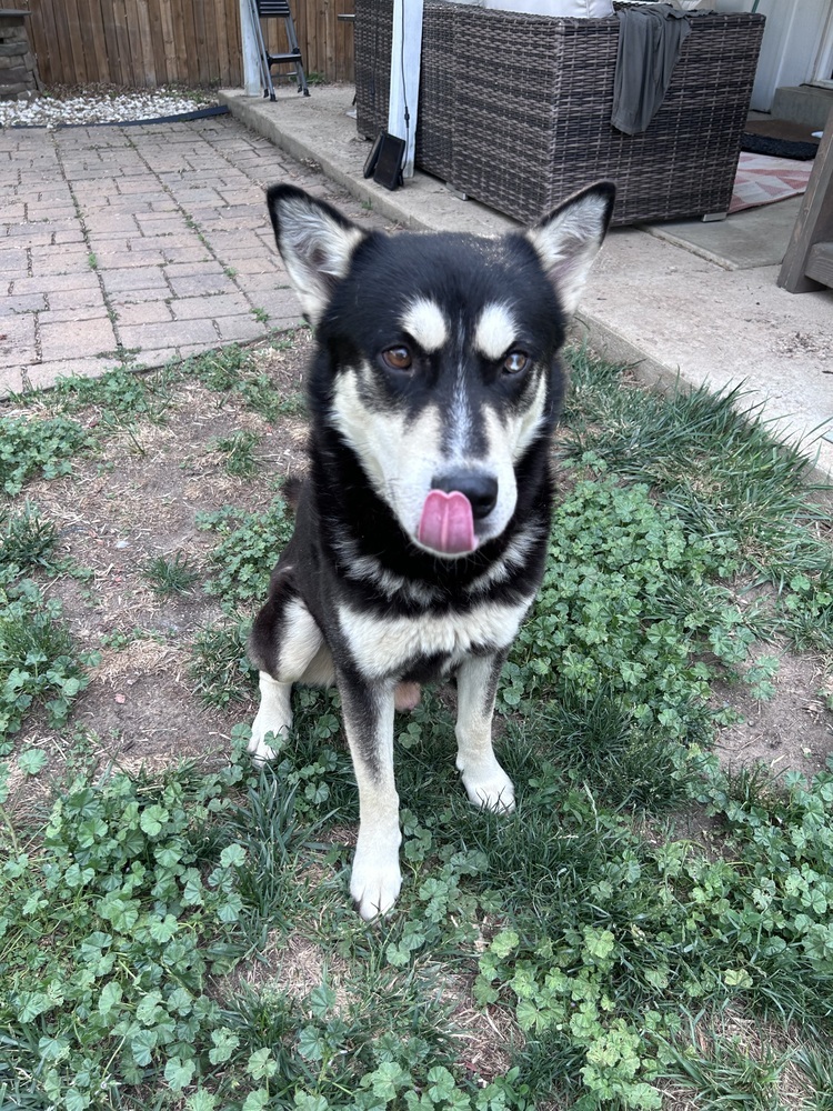 ZEUS