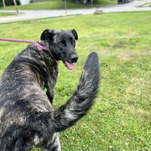 Nala, Adult Female Mixed Breed