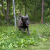Nala photo 4