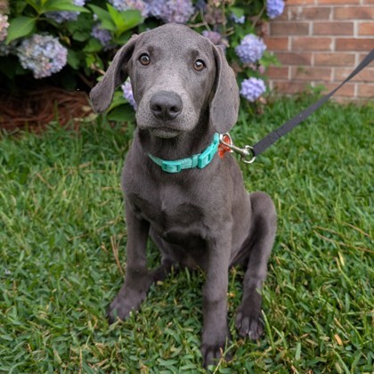 Okra