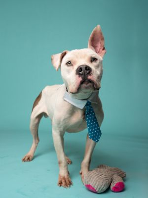 Ace, Adult Male Mixed Breed
