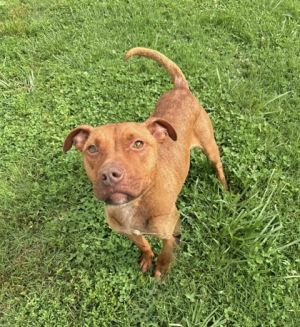 Puff, Young Female Pit Bull Terrier