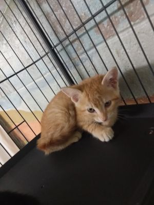 Shorty, Baby Male Domestic Short Hair