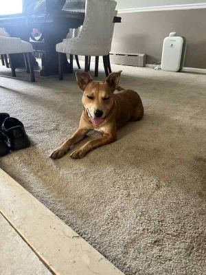 You can fill out an adoption application online on our official websiteMaple TX is a female Labra