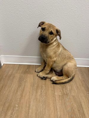 Honey (TX) Labrador Retriever Dog