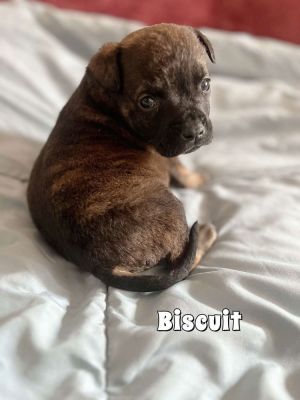 Biscuit (TX) Labrador Retriever Dog