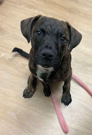 Biscuit (TX) Labrador Retriever Dog