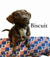 Biscuit (TX) photo 2