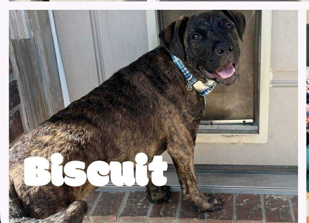 Biscuit (TX)