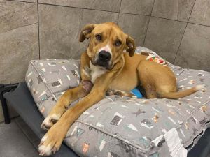You can fill out an adoption application online on our official websiteToby Bean TX is a male she