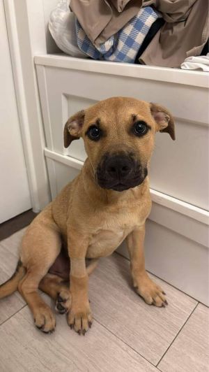 Butter (TX) Labrador Retriever Dog