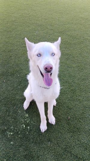 You can fill out an adoption application online on our official websiteZeus TX is a male husky re