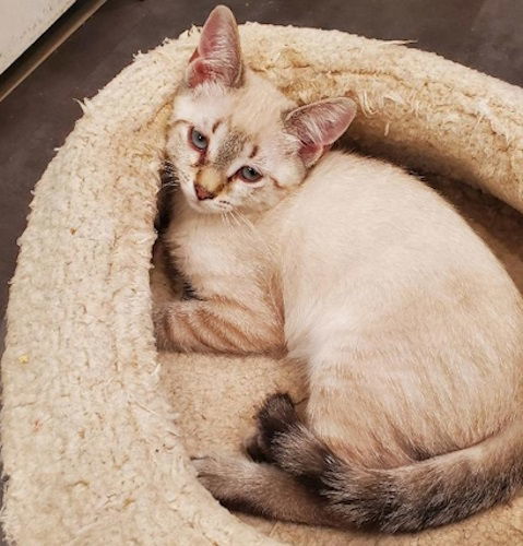 Winnie - Petsmart Plantation Foster Home 1