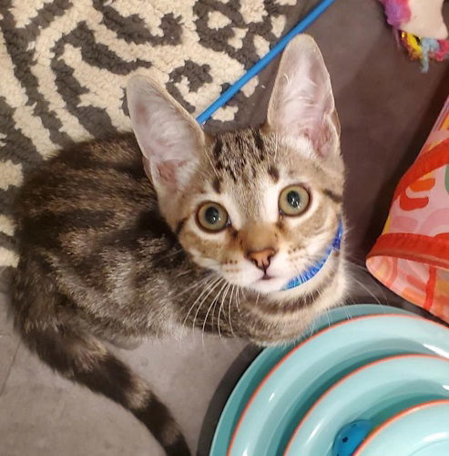 Gunther - Petsmart Plantation Foster Home 1