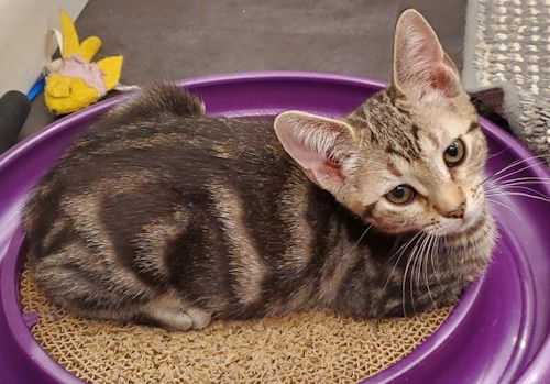 Sylvia - Petsmart Plantation Foster Home 1