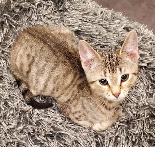 Rigby - Petsmart Plantation Foster Home 1