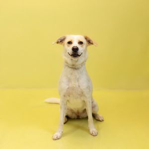 Primary Color White Secondary Color Tan Weight 37lbs Age 2yrs 0mths 0wks